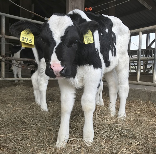 ホルスタイン受精卵